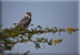 Juvenile Amur falcon