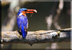 Malachite kingfisher