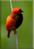 Red Bishop