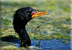 Reed cormorant