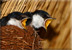White-throated swallow chicks